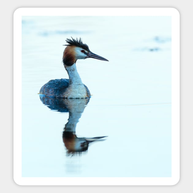 Great crested grebe swimming Sticker by naturalis